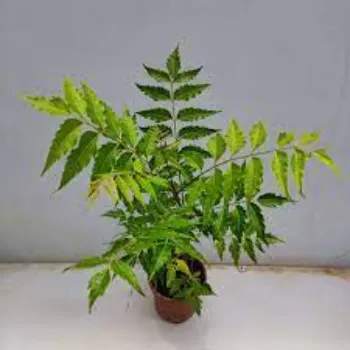 Neem Tree